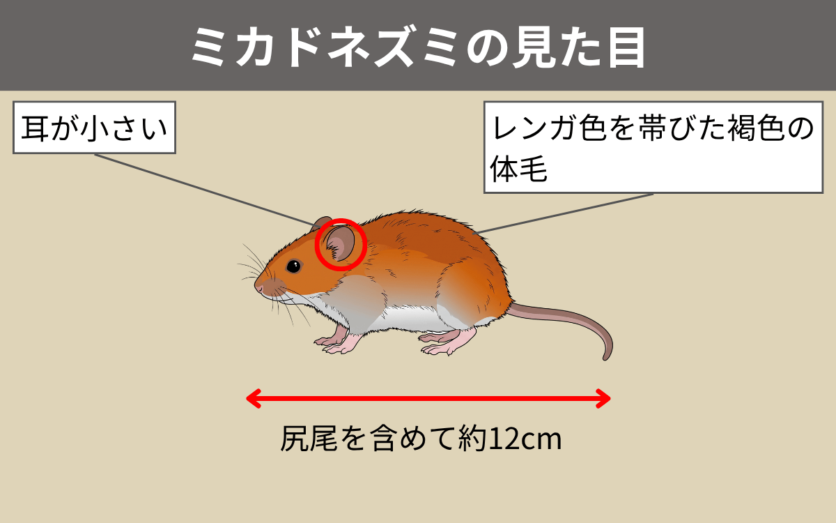 ミカドネズミの見た目