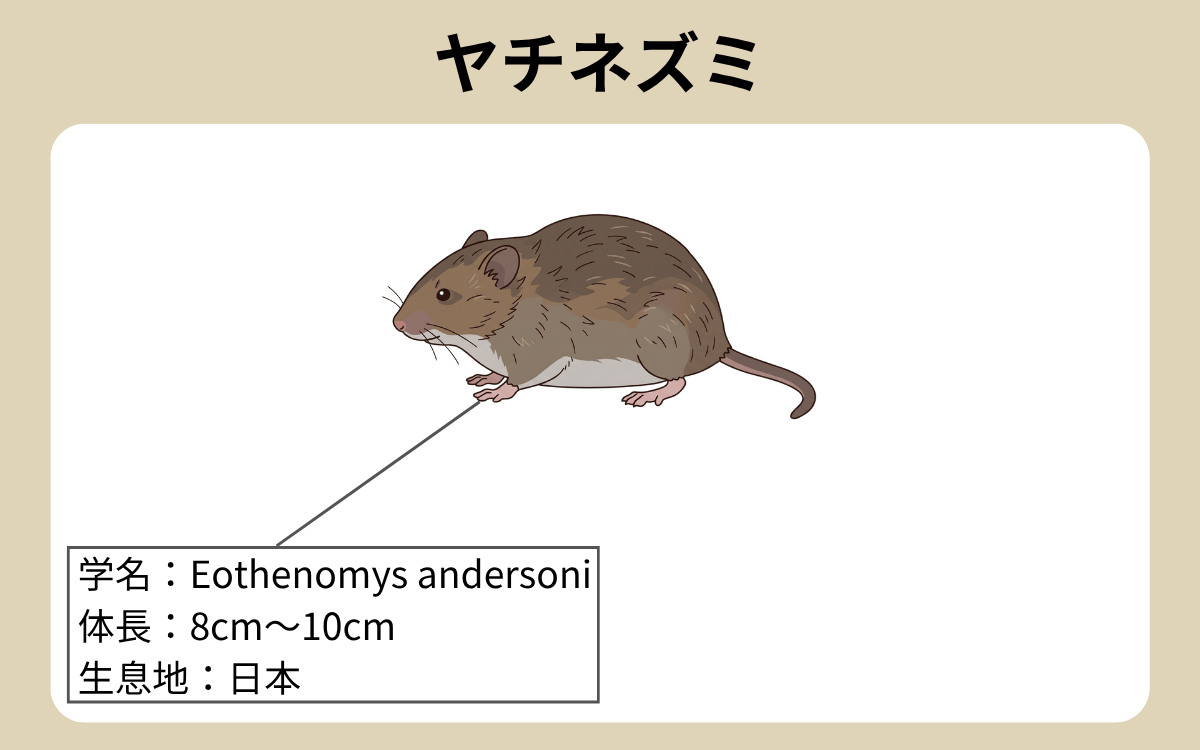 ヤチネズミ