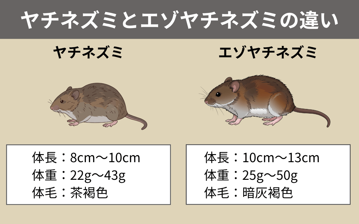 ヤチネズミとエゾヤチネズミの違い