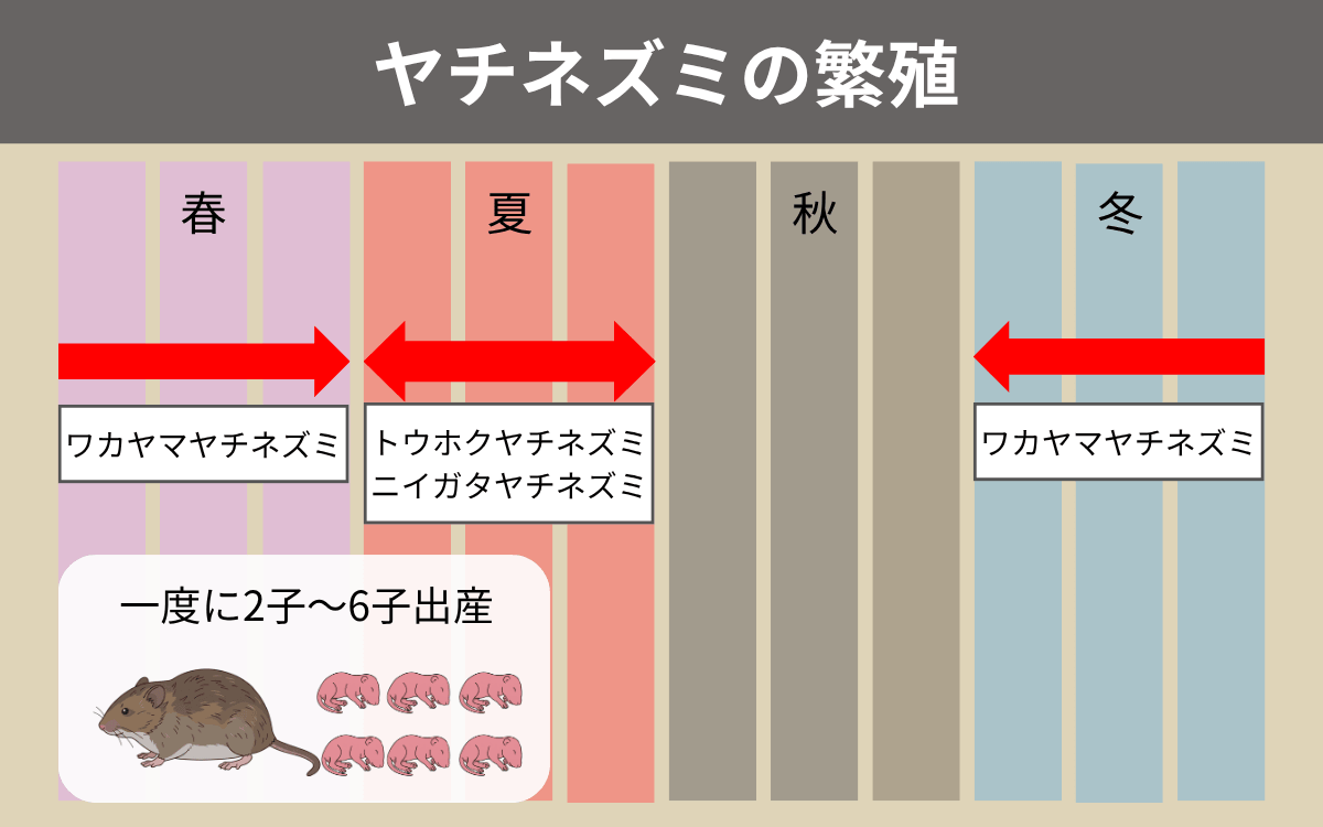 ヤチネズミの繁殖