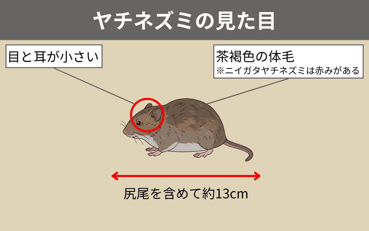 ヤチネズミの見た目