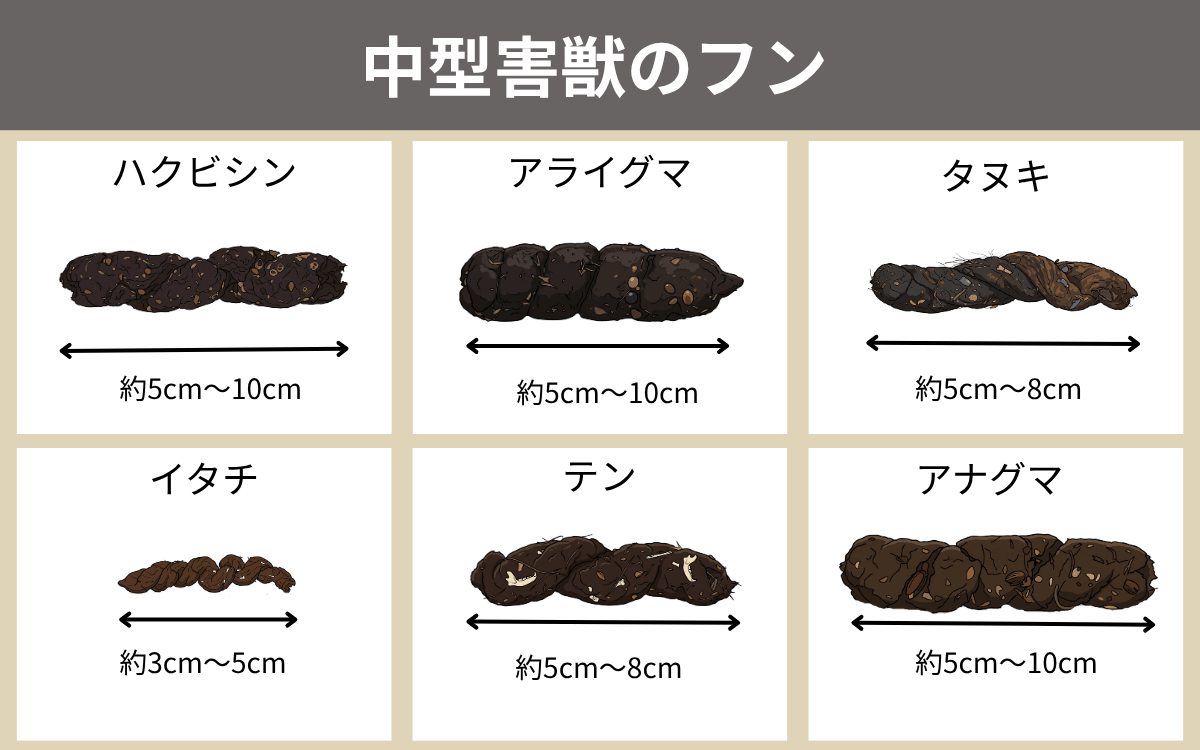中型害獣のフン