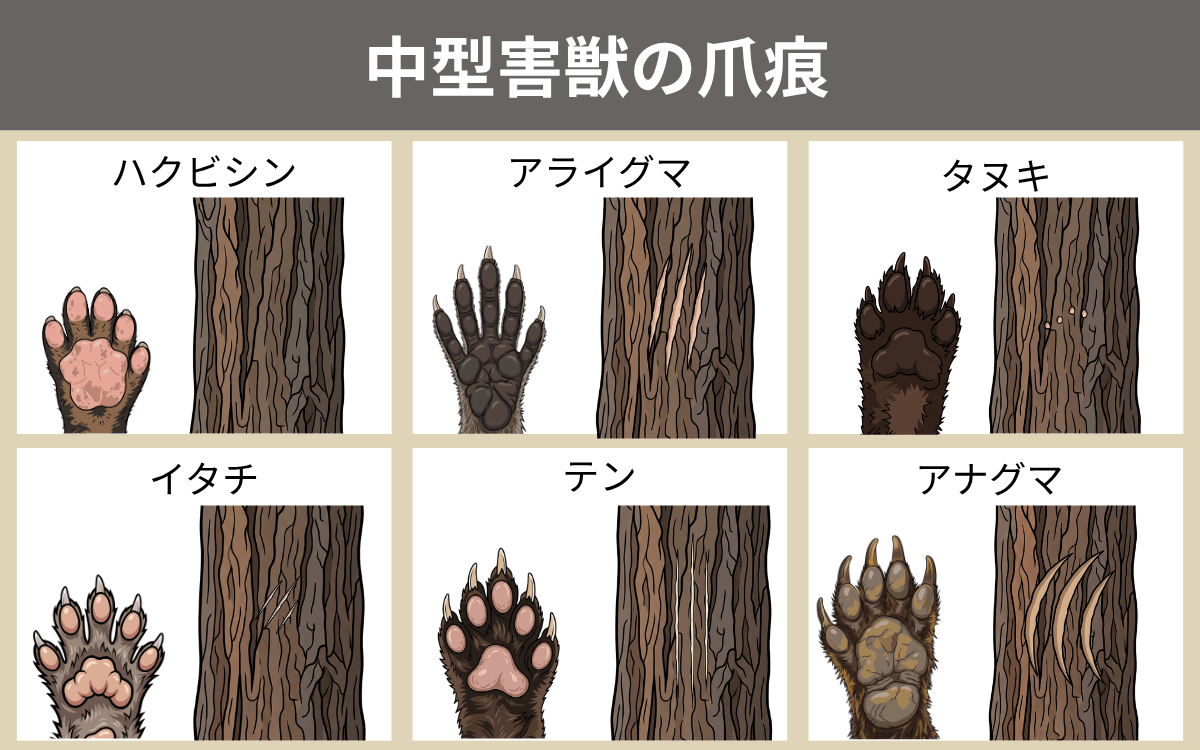 中型害獣の爪痕