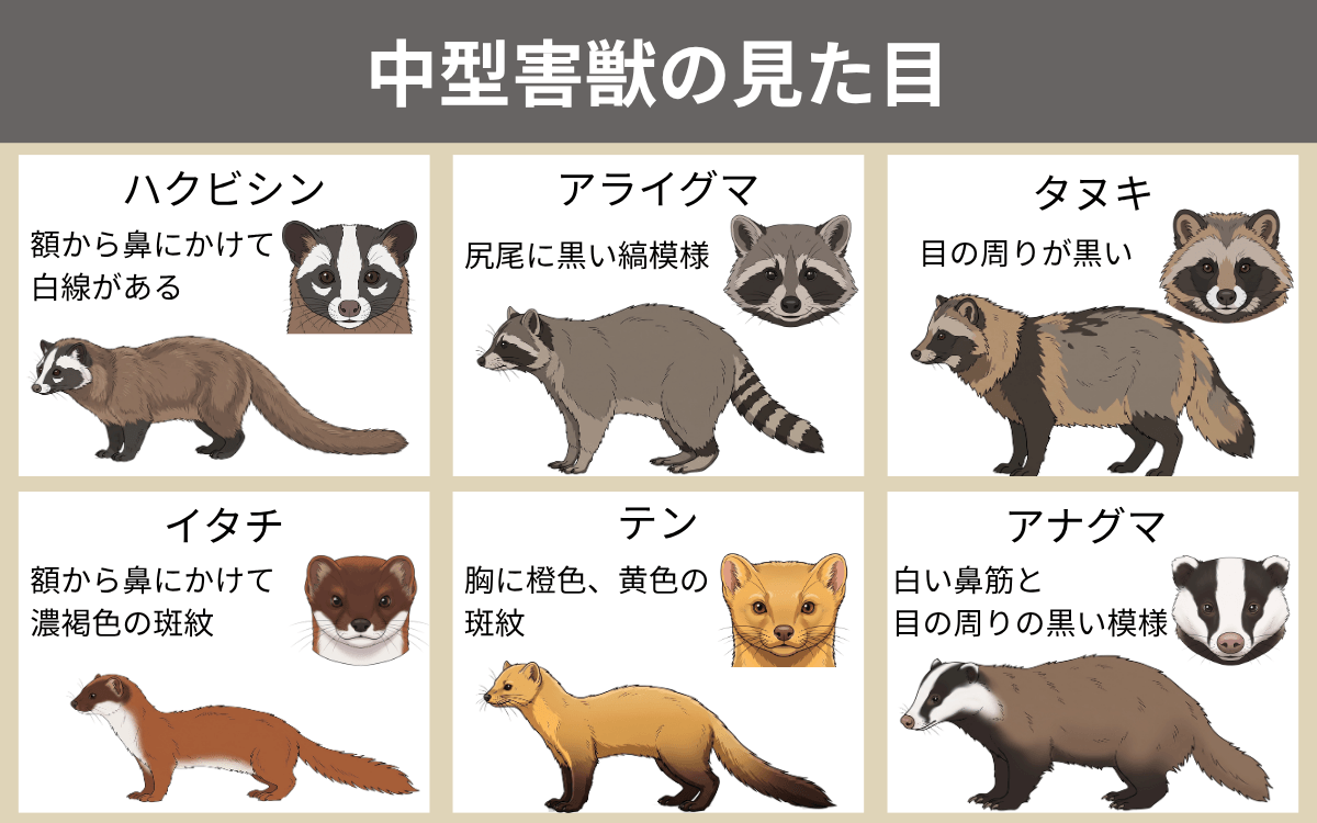 中型害獣の見た目