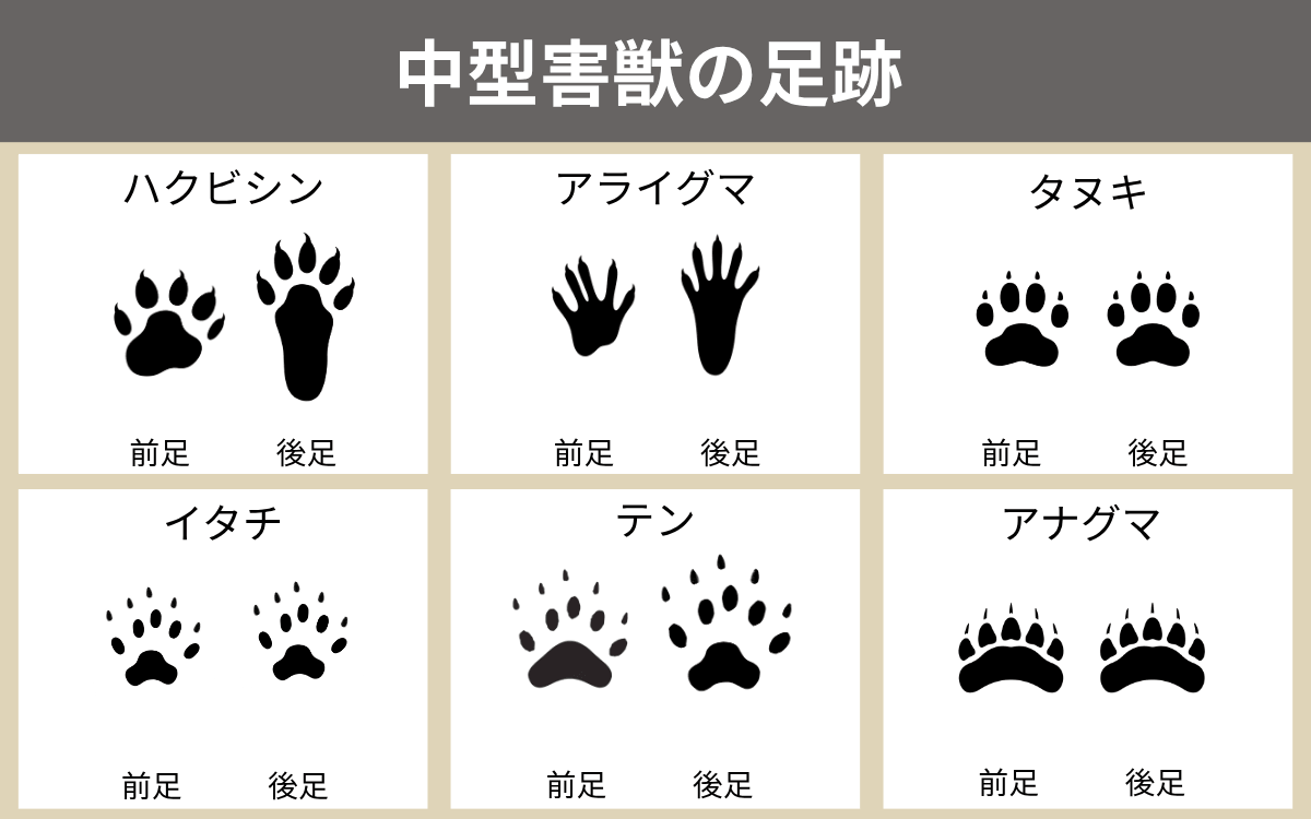 中型害獣の足跡