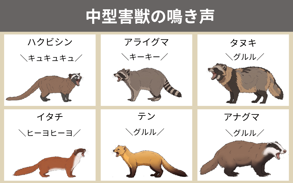 中型害獣の鳴き声