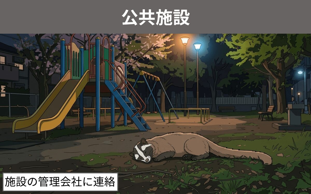 公共施設 ハクビシン