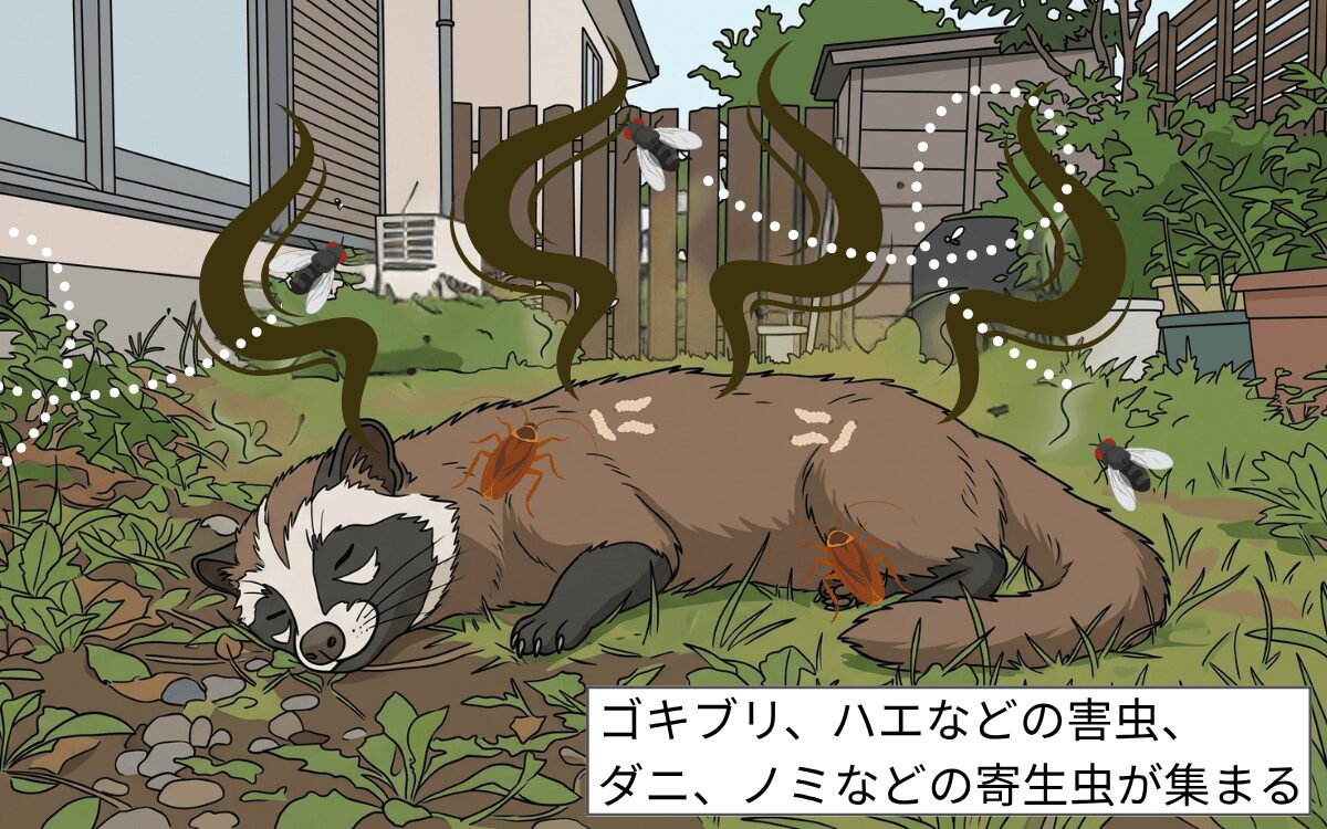 害虫が集まる ハクビシン