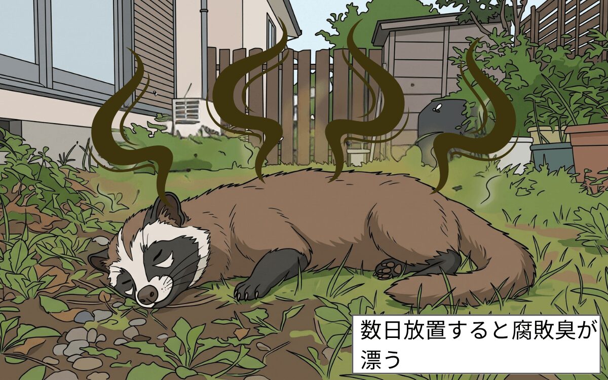 悪臭が発生する ハクビシン