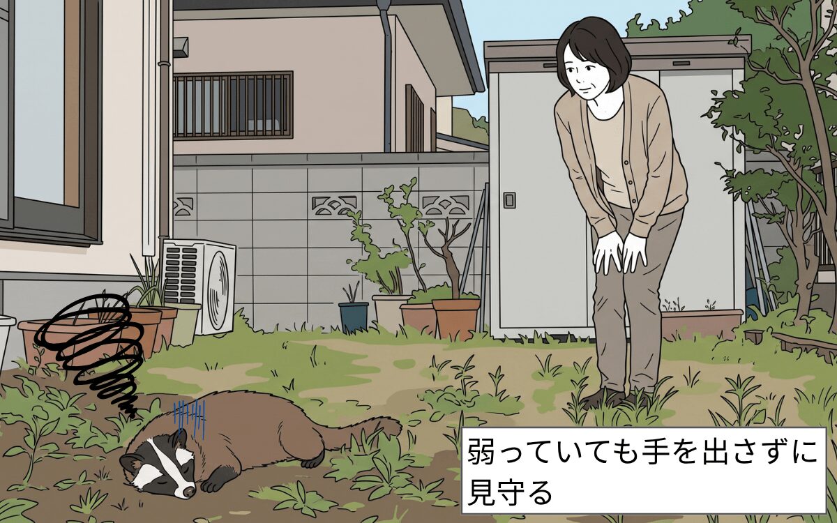 生きている場合はそのままにする ハクビシン
