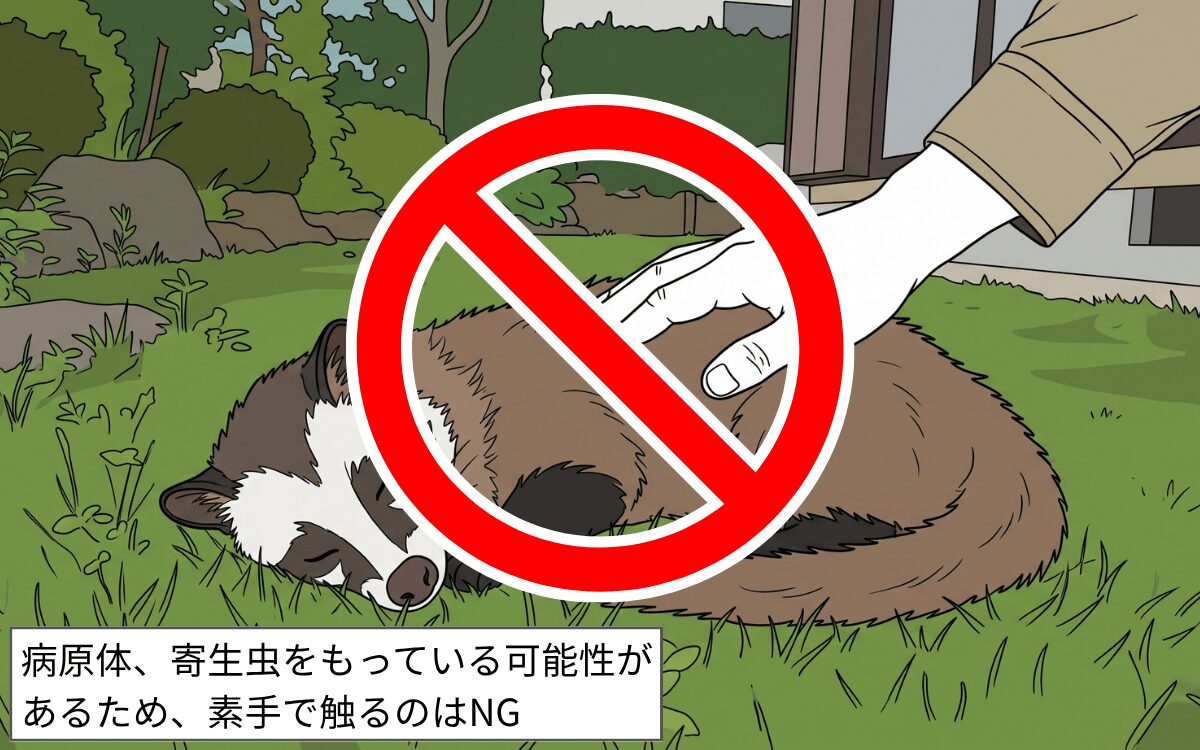 素手で触らない ハクビシン