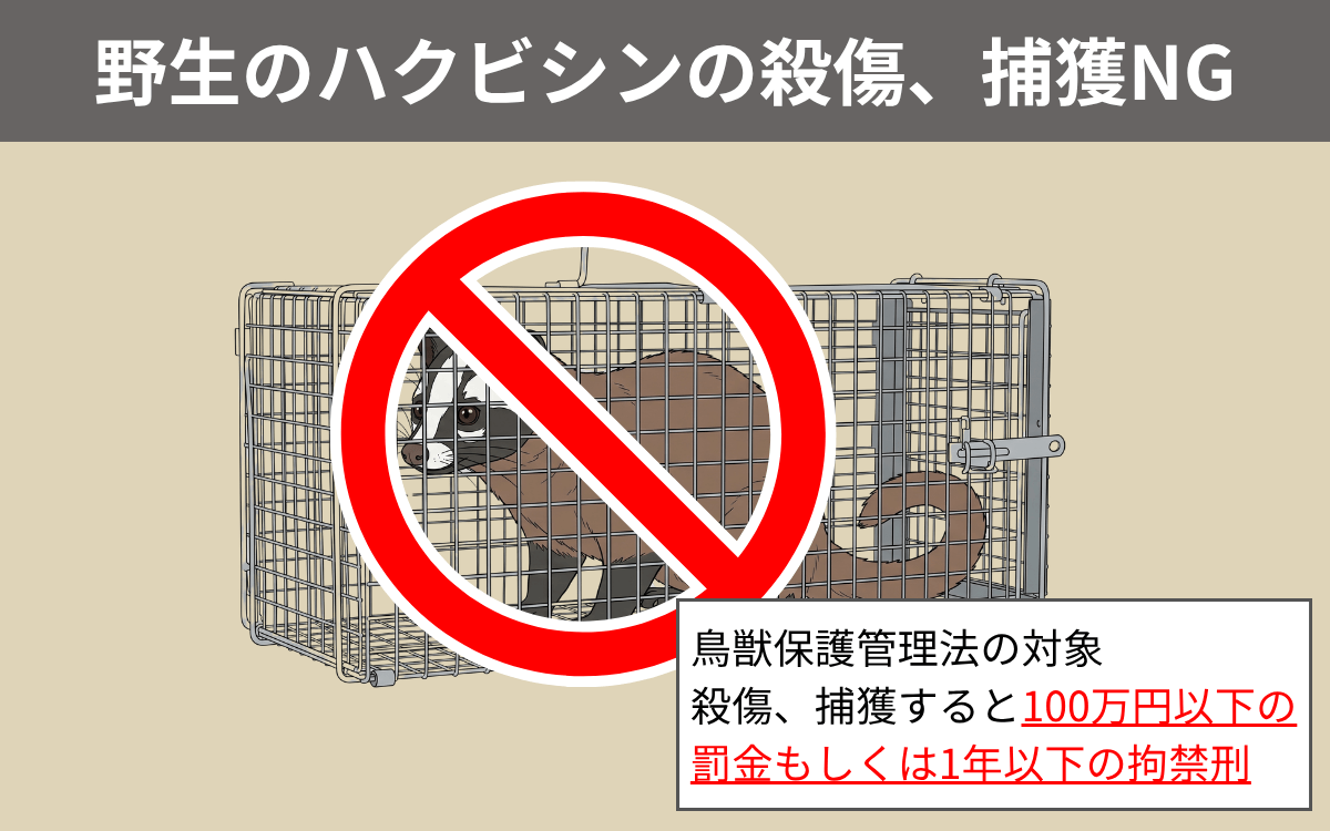 野生のハクビシンの殺傷、捕獲NG