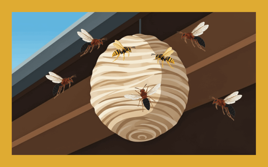 チャイロスズメバチの危険性は？巣の場所や駆除方法も解説