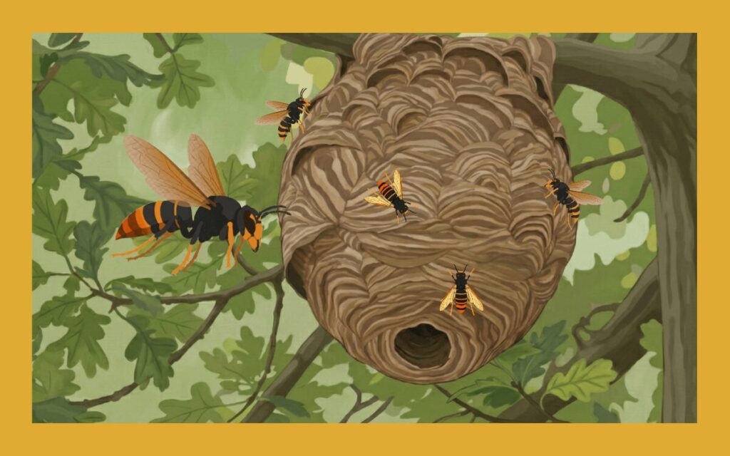 ツマアカスズメバチの生息地は？巣の場所や駆除方法を解説