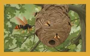 ツマアカスズメバチの生息地は？巣の場所や駆除方法を解説