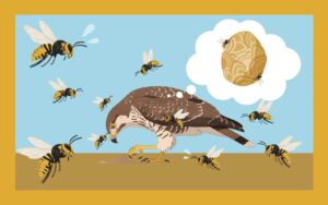 スズメバチを食べる鳥がいるって本当？天敵の鳥7選
