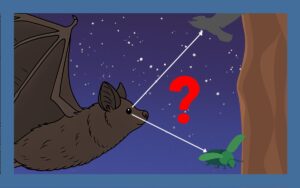 コウモリの目って見えてる？種類別の違いを徹底解説