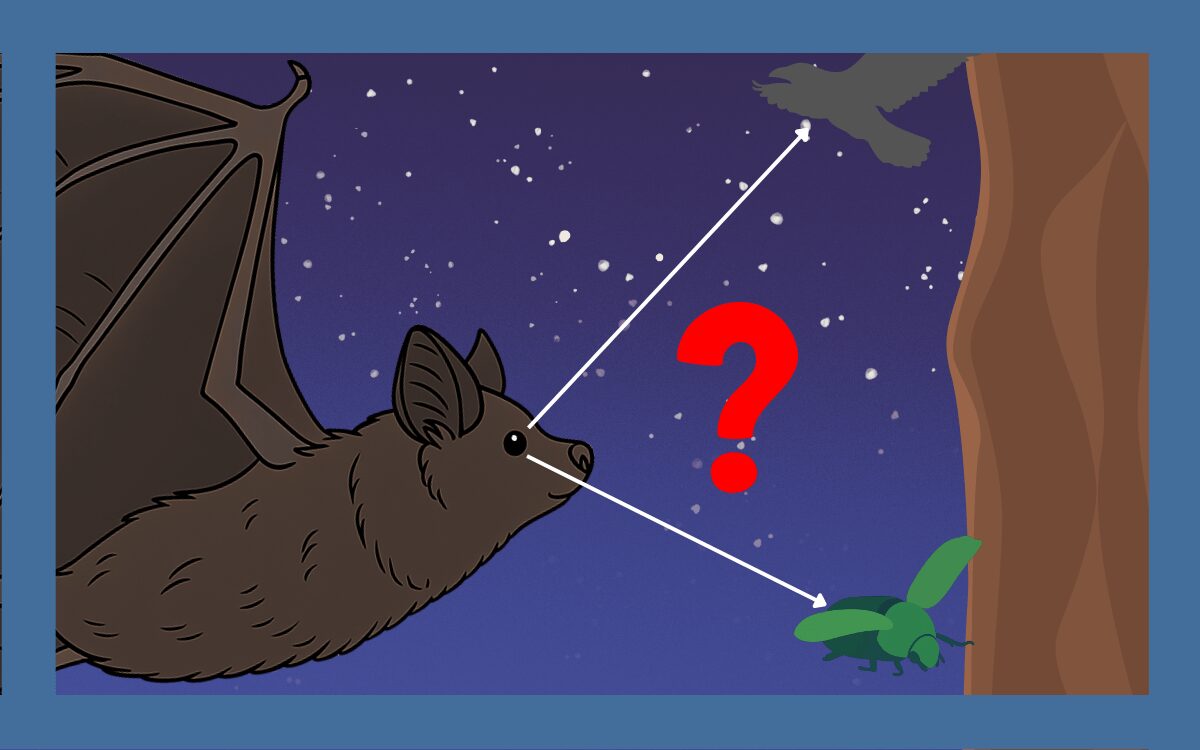 コウモリの目って見えてる？種類