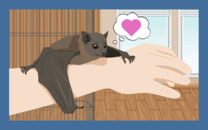 コウモリはペットとして飼える！飼育可能な種類と注意点