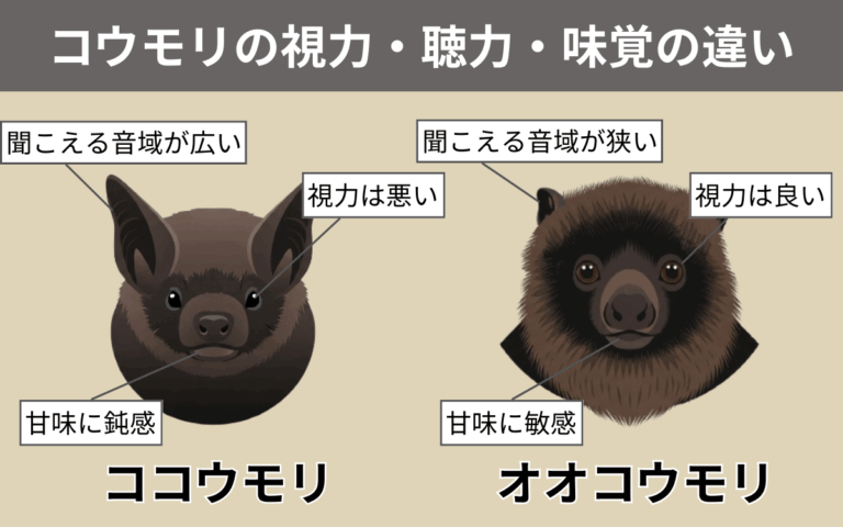 コウモリの翼はどうなってる?イラストつきで構造を解説 - 害虫・害獣のお困りごとなら【害虫害獣コンシェルジュ】