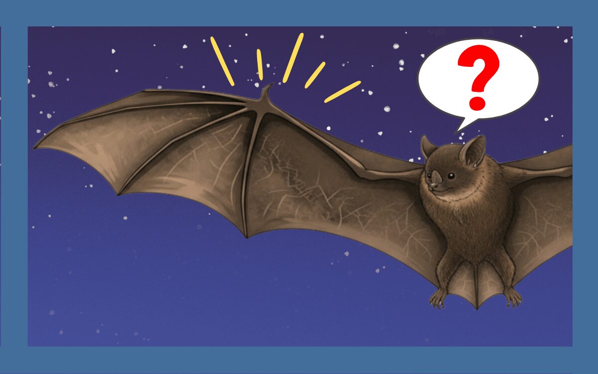 コウモリの翼はどうなってる？イラストつきで構造を解説 - 害虫・害獣