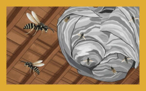 ニッポンホオナガスズメバチとは？巣の場所や駆除方法も解説