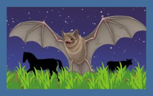 吸血鬼・ナミチスイコウモリの謎に迫る！生態を徹底解説