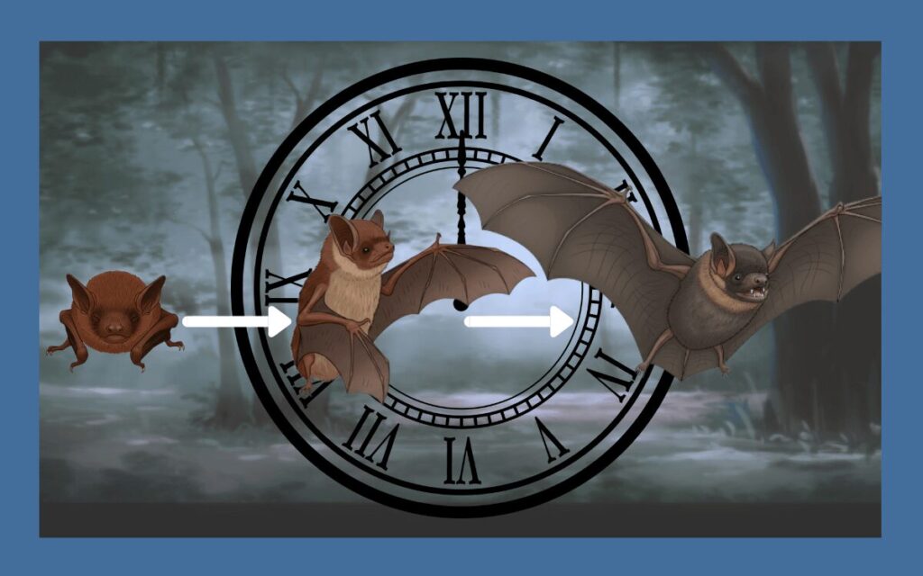 コウモリの寿命