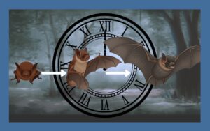 コウモリの寿命は意外と長い！放置が危険な理由と対策方法