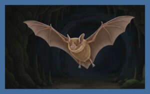 キクガシラコウモリ徹底解説！顔・エサ・棲み処などを紹介