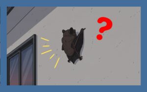 コウモリの休憩・ナイトルースト｜危険な理由から対策まで