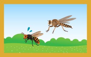 アブがスズメバチの天敵に？駆除や忌避に活用できるのか