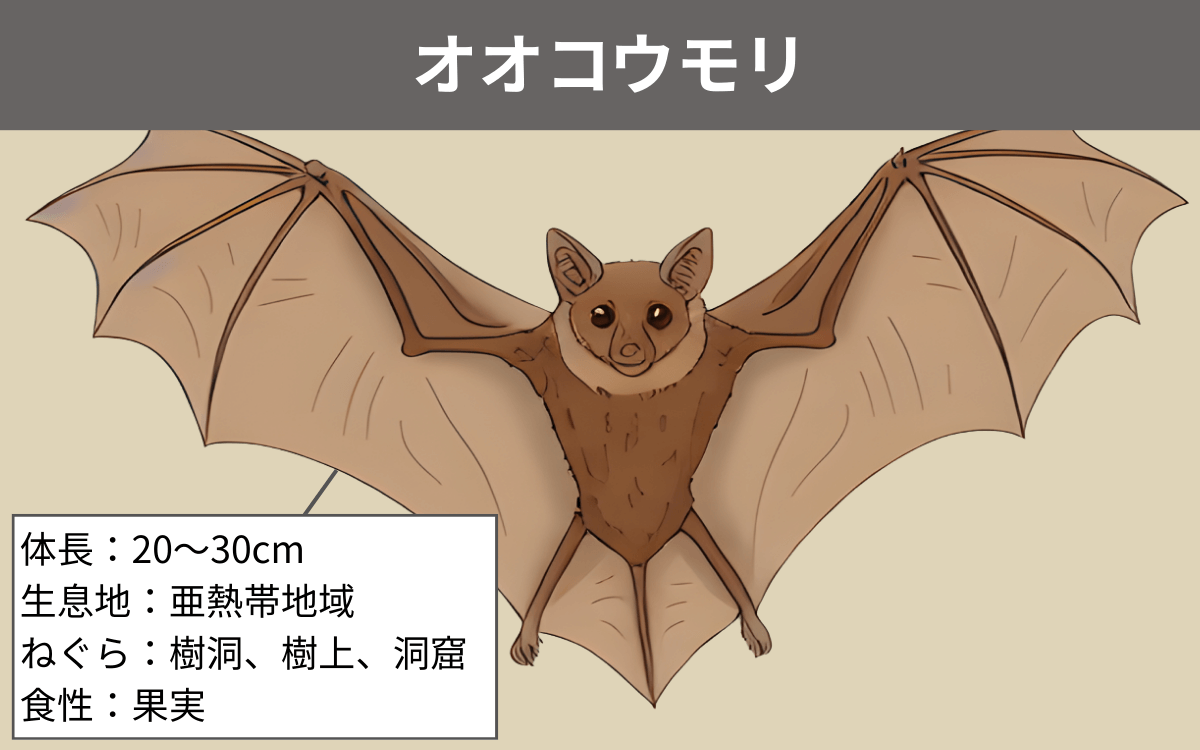 オオコウモリの生態を解説!日本や世界に生息する種を紹介 - 害虫・害獣のお困りごとなら【害虫害獣コンシェルジュ】