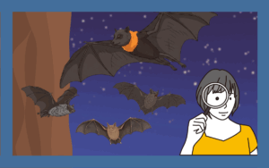 日本にどういう種類のコウモリがいる？市街地でよく見るコウモリも紹介！