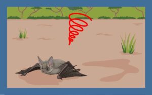 地面にいるコウモリには手を出しちゃダメ！正しい対処法