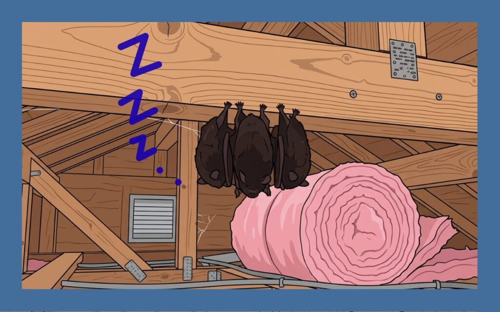 コウモリの冬眠期間は11月～3月！冬眠中の駆除はプロに依頼