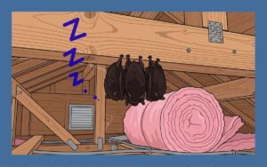 コウモリの冬眠期間は11月～3月！冬眠中の駆除はプロに依頼